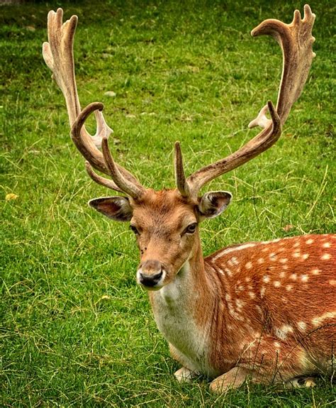 Antler Carrier Fallow Deer · Free Photo On Pixabay