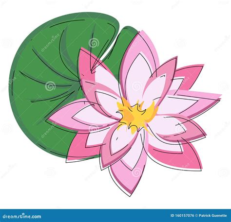 A Beautiful Pink Water Lily Vector Or Color Illustration Stock Vector