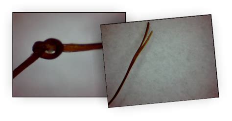 Hair Under The Microscope Knots And Splits Can You Fix Them