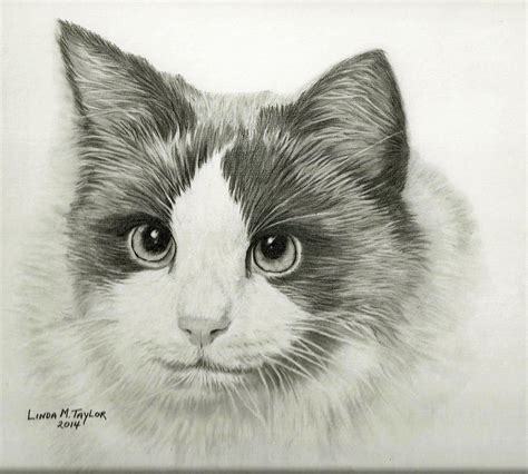 Cat Portrait Custom Graphite Pencil Drawing Drawing By Linda Taylor