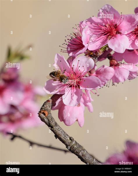 La Polinizaci N De Las Flores Por Las Abejas Melocot N Pera Blanco