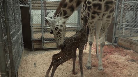 Seattles Tallest Baby Giraffe Born At Woodland Park Zoo Youtube