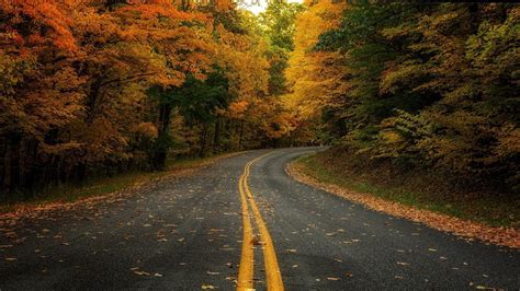 Forest Road Wallpapers
