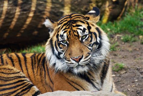Tigre Retrato De Um Tigre De Sumatran Foto De Stock Imagem De Preto