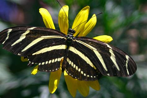 Yellow And Black Butterfly