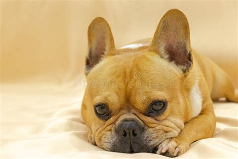 Brown French Bulldog Lay Down Sleep On The Orange Scene Stock Photo
