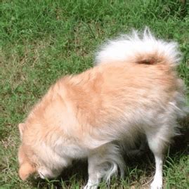 Is he just doing it for fun or is there more to this common dog behavior? Dog rolling in the grass : gifs