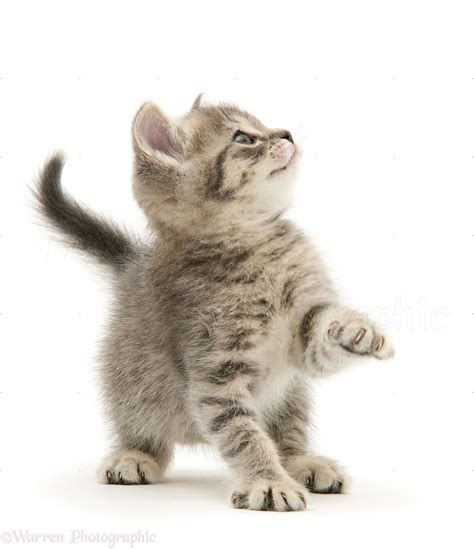 Grey Tabby British Shorthair Kitten Photo Wp20752