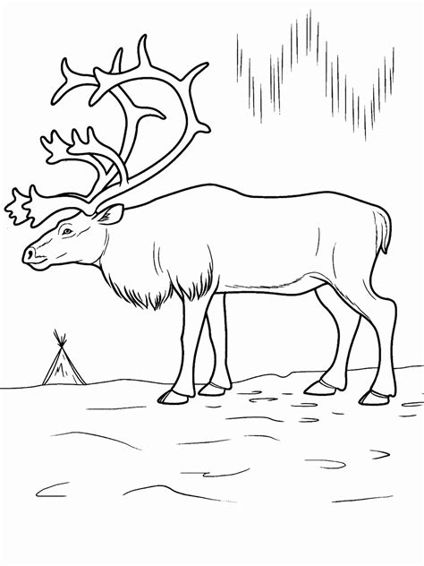 Arctic Animals Coloring Pages Best Coloring Pages For Kids
