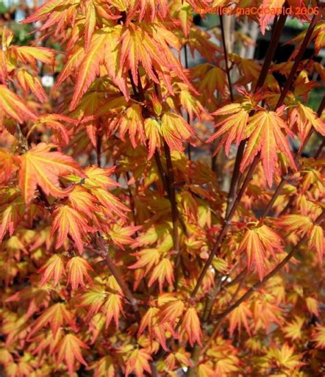 Plantfiles Pictures Japanese Maple Orange Dream Acer Palmatum 2 By