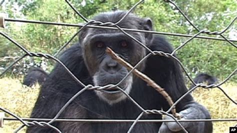 African Sanctuaries Rescue Endangered Chimpanzees