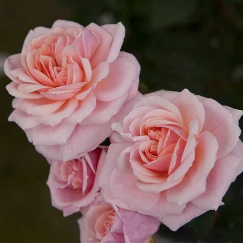Heirloom Roses On Instagram Softest Pink With A Richer Center