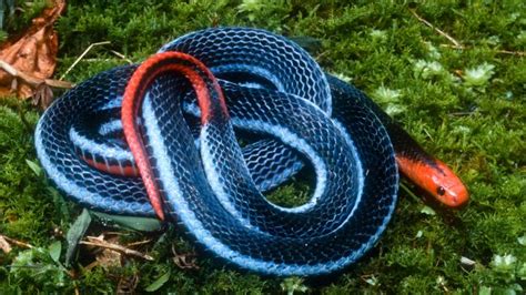 Garters adjust easily to different habitats and are known to live nearby lakes, forests, mountains, grasslands, wetlands and gardens! Blue Coral Snake Facts and Pictures
