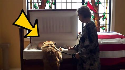 Photos Capture Moment Dog Approaches Casket Of Deceased Owner Youtube