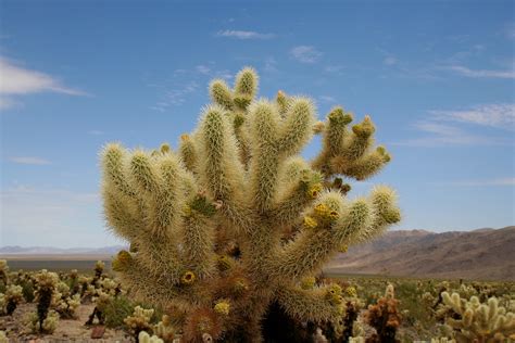 Cholla Cactus Garden Joshua Tree National Park California Foto And Bild