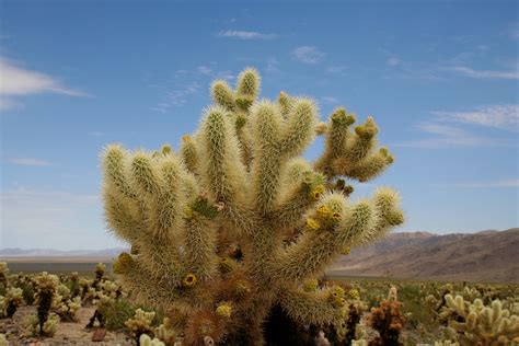 › joshua tree national park. Cholla Cactus Garden, Joshua Tree National Park ...