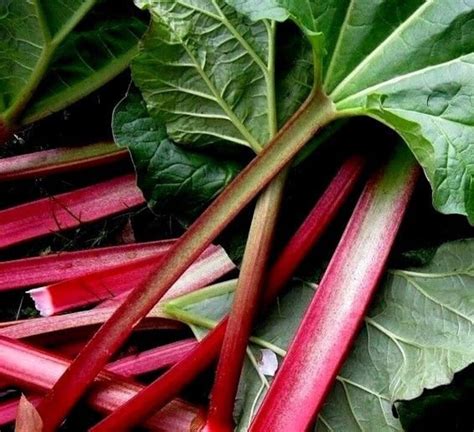 Rhubarb Victoria Rheum Palmatum Hybridum 20 Seeds Etsy