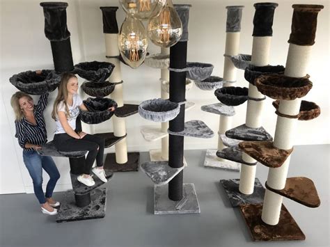 In fact, the title for the longest cat in the 2010 guinness world records was held by a cat of this breed. Cat Trees For Large Cats (A BUYERS GUIDE 2019) Cat Tree UK