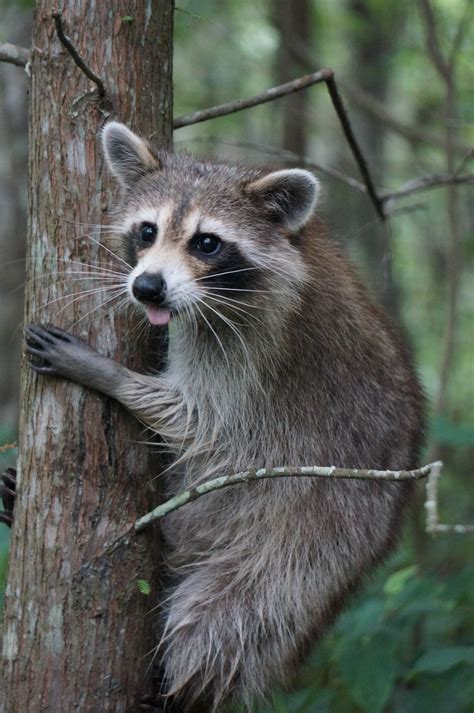 20 Wildlife Photos Best Wildlife Photos North America