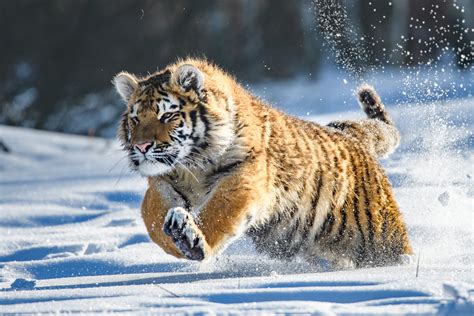 Siberian Tiger — Expedition Art