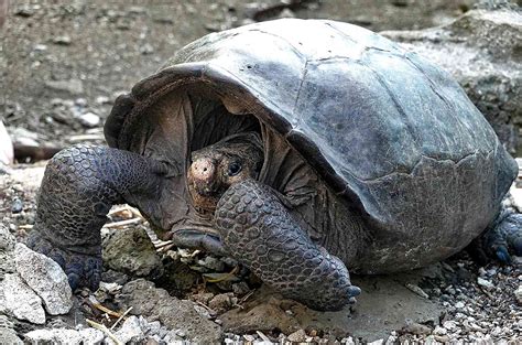 Tortoise Species Long Thought Extinct Discovered In Galapagos