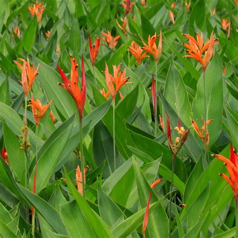 Beautiful Annual Shade Plants Costa Farms Shade Annuals Shade