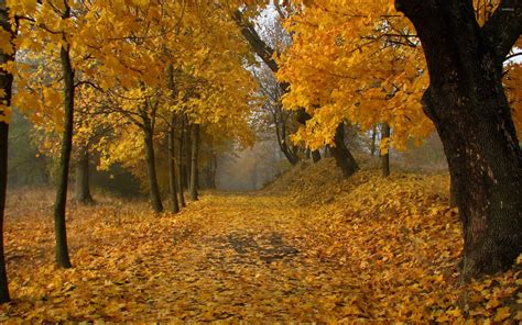 Autumn Path In Forest Wallpaper 2560 X 1600 Wallpaper Multi Hd