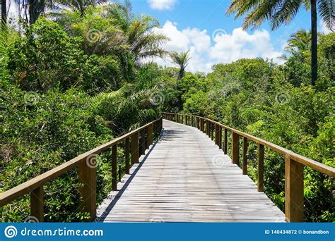 Perspective Of Wood Bridge In Deep Tropical Forest Stock Photo Image