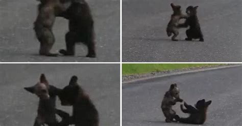 G1 Vídeo com filhotes de urso lutando em estrada faz sucesso na web