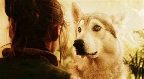 140 Game Of Thrones Dog Names The Paws