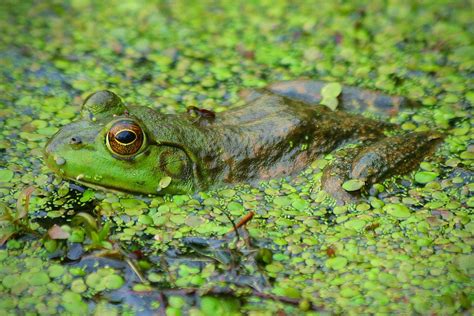 Bullfrog Lithobates Catesbeianus A Bullfrog In A Pond At Flickr