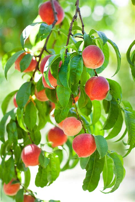 Organic Peaches Growing On Tree By Stocksy Contributor Sara