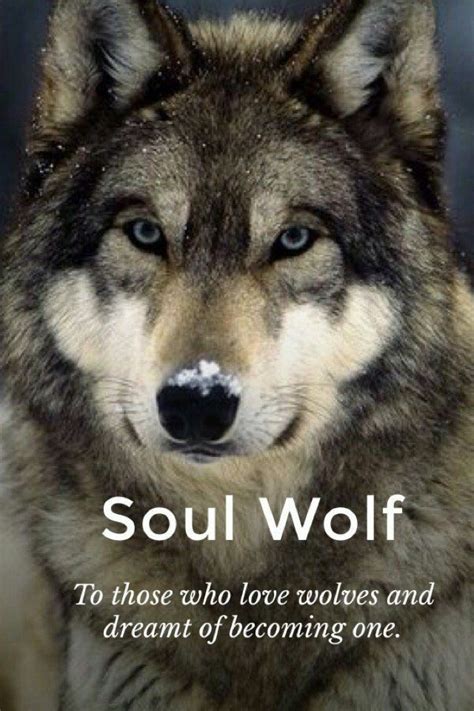 Pin By David Herder On Wolves Wolf Spirit Wolf Love Wolf Spirit Animal