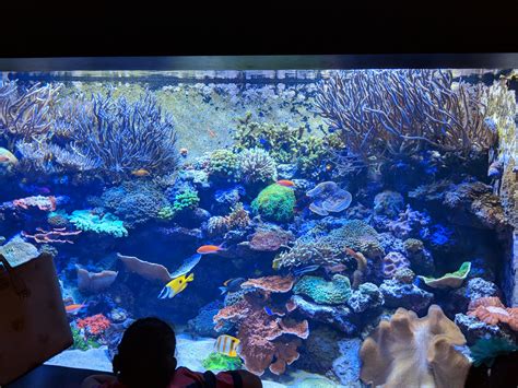 The Tennessee Aquarium In Chattanooga Tennessee Aquarium Views