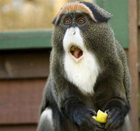 23 Hilarious Photos Of Surprised Animals