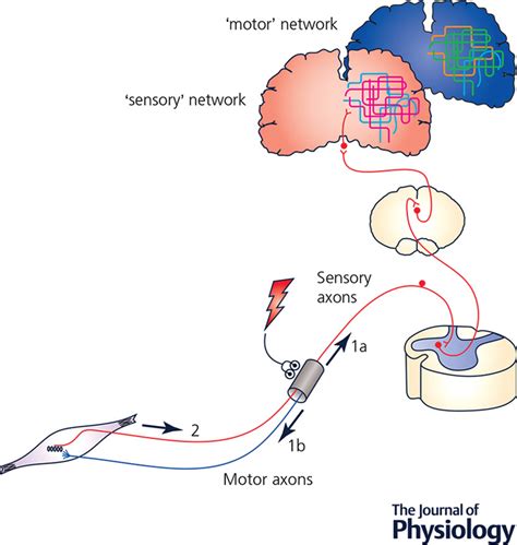 Neuromuscular Electrical Stimulation‐promoted Plasticity Of The Human