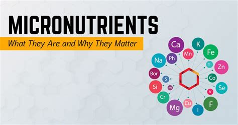 Micronutrients What They Are And Why They Matter Micronutrients