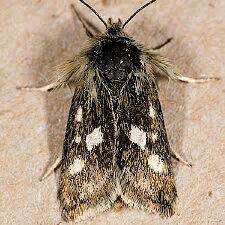 Moth Photographers Group - Heliothodes diminutiva - 11058