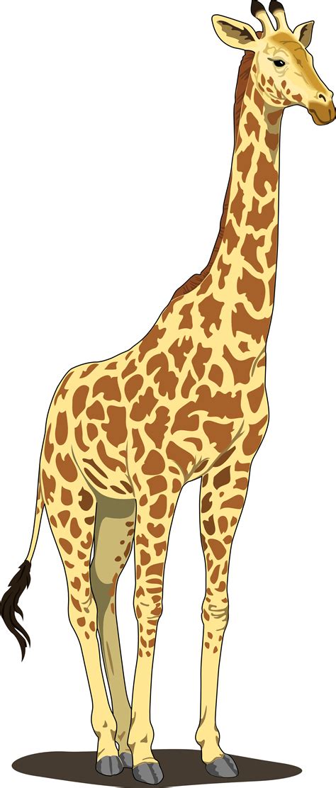 Giraffe Cartoon Pictures Cute Zoo Animals Clip Art Transparent Png
