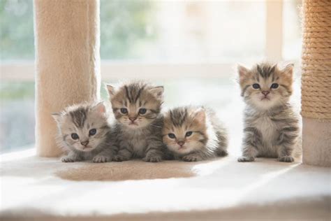 Find your forever friend today! P.E.I. Humane Society preps for 500 kittens with virtual ...