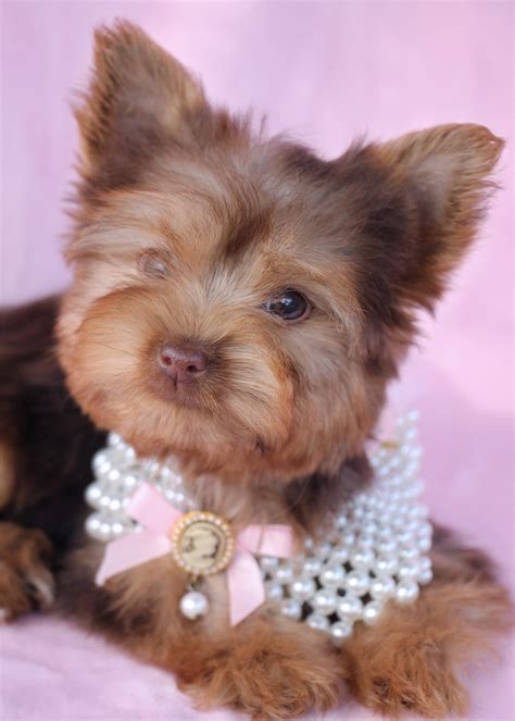 Welcome to kat's kennel, a professional and trusted morkie and yorkie breeder currently moved to high springs, florida. Gorgeous Teacup Yorkshire "Yorkie" Terrier Puppies for Sale | Teacups, Puppies & Boutique