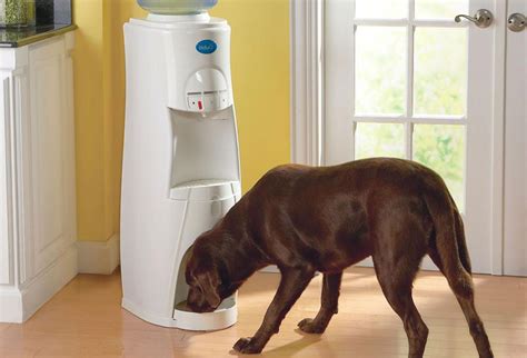 Large Dog Water Dispenser To Provide Better Hydration For Your Pet