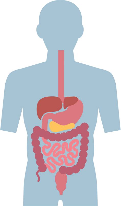 Human Digestive Organs Vector Illustration Stock Illustration Clip