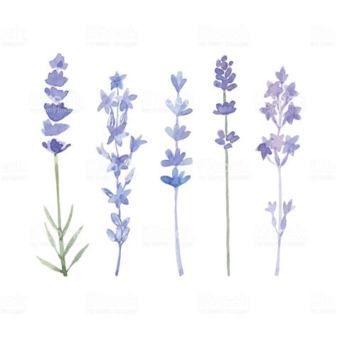 Set Of Different Lavender Flowers Painted By Watercolor Vector