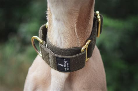 Green Martingale Whippet Collar Greyhound Italian Lurcher