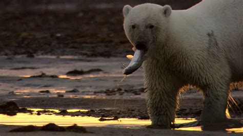 Polar Bear Hunting Fish