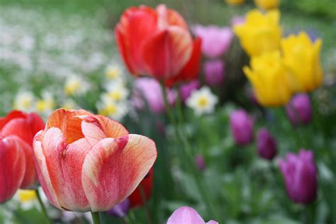 April Tulips Kitsilano 202004 8132 Copyright Shelagh Donnelly