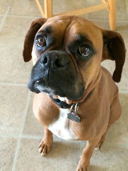 How Can You Say No To A Face Like This Boxer Canning Face