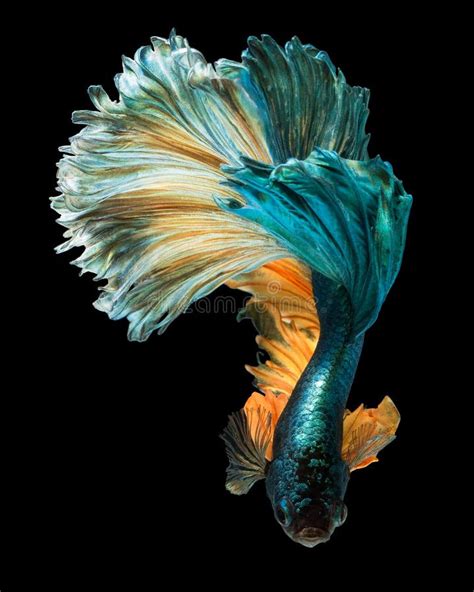 Betta Fish Stock Photo Image Of Beautiful Aquarium 78843396