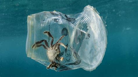 What Is The Effect Of Ocean Plastics On Marine Life